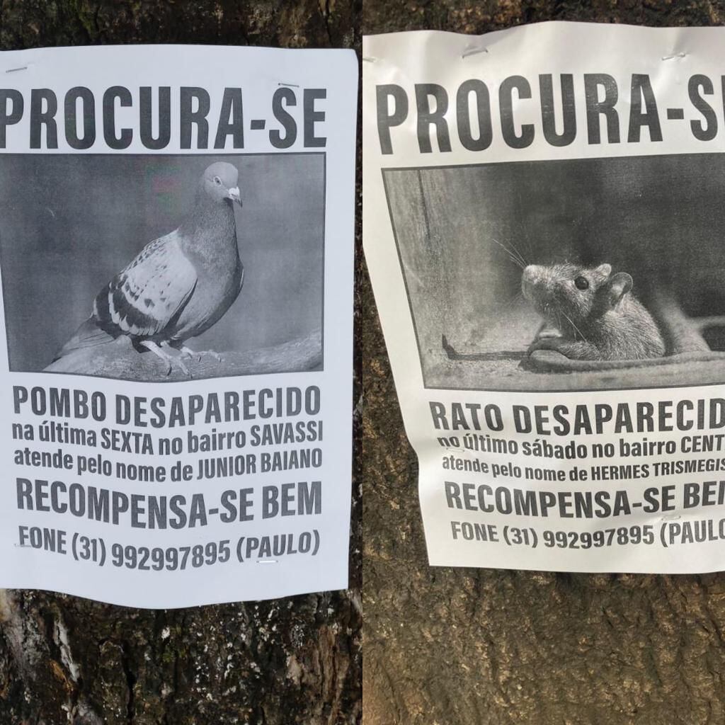 Caderno Estudos Tema do Ano 2025 by Igreja Evangélica de Confissão Luterana  no Brasil (IECLB) - Issuu, image size:1024x1024