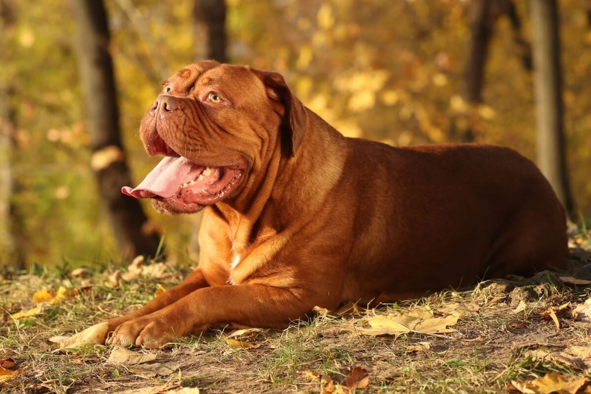 4 características do cachorro da raça dogue de bordeaux – Noticias R7, image size:1200x800